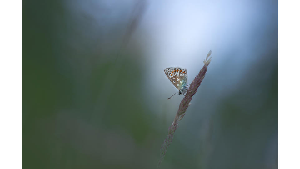 A butterfly shot with a wide aperture blurred background