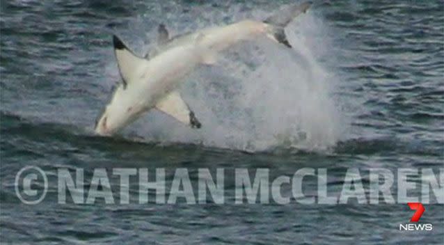 The image of the great white breaching is not usual so close to shore. Photo: Nathan McClaren