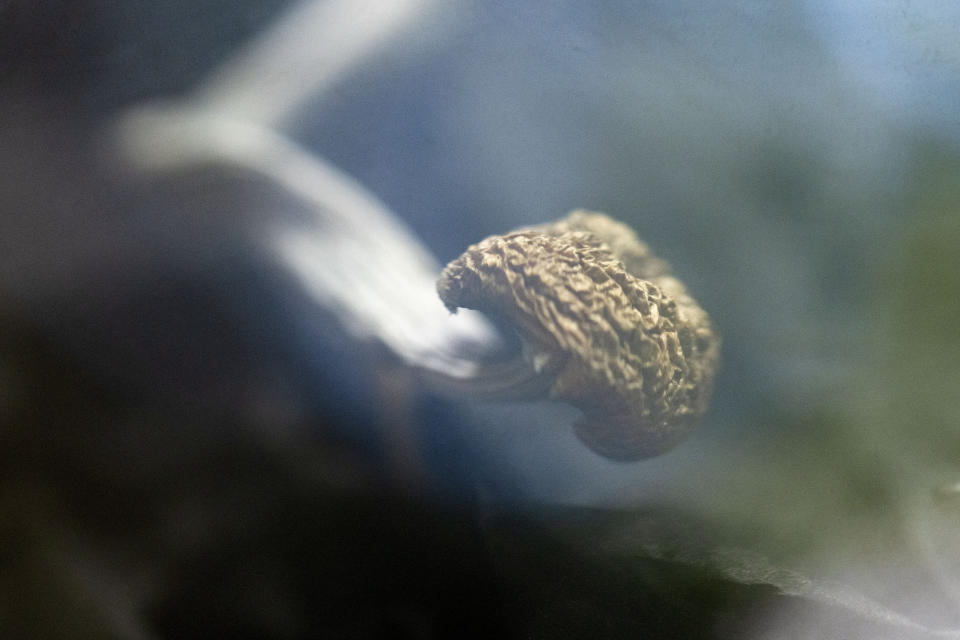 A Golden Teacher mushroom is displayed at Epic Healing Eugene, Oregon’s first licensed psilocybin service center, on Friday, Aug. 4, 2023, in Eugene, Ore. Epic Healing Eugene opened in June, marking the state’s unprecedented step in offering the mind-bending drug to the public. (AP Photo/Jenny Kane)