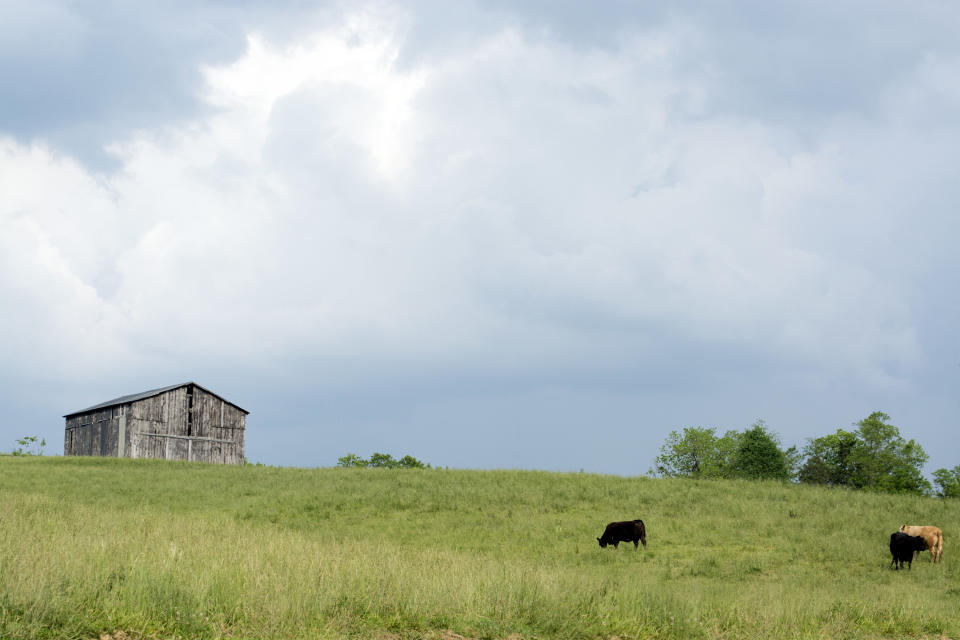 Old barn on a hill with cattle grazing with blank sky area