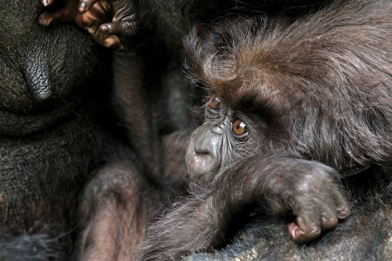 非洲的山地大猩猩（mountain gorilla）（Charles J Sharp@Wikipedia / CC BY-SA 4.0）