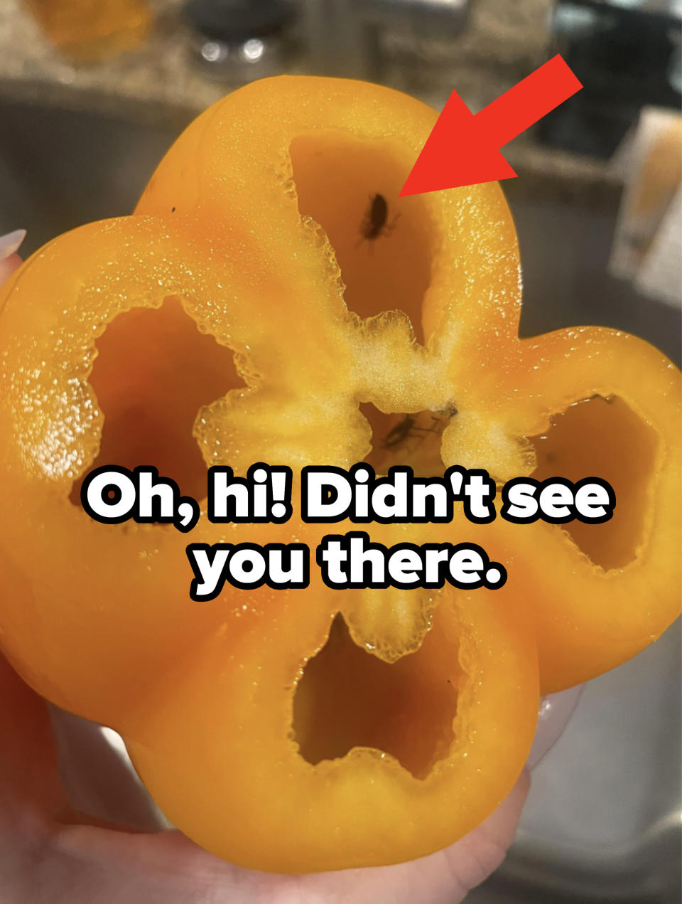 "Oh, hi! Didn't see you there": An insect is inside a bell pepper