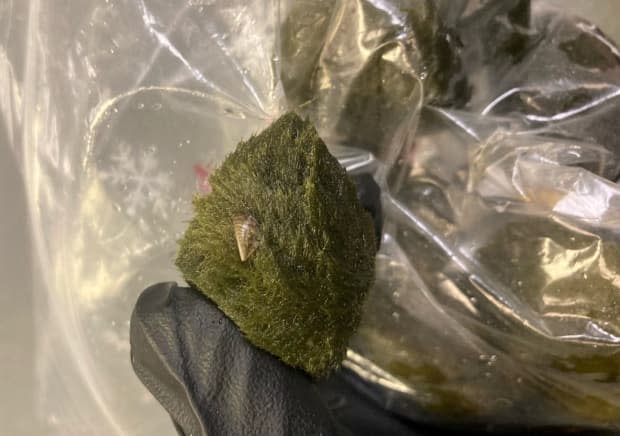 The B.C. Conservation Officer Service tweeted a picture of one of the invasive species recently found on popular aquarium plants known as moss balls, originally shipped from pet suppliers in Europe. (B.C. Conservation Officer Service - image credit)