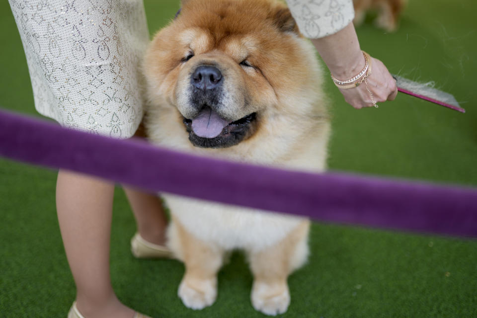 Ray Ray, a Shar Pei, is quickly groomed in the breed judging show ring during the 147th Westminster Kennel Club Dog show, Monday, May 8, 2023, at the USTA Billie Jean King National Tennis Center in New York. (AP Photo/John Minchillo)