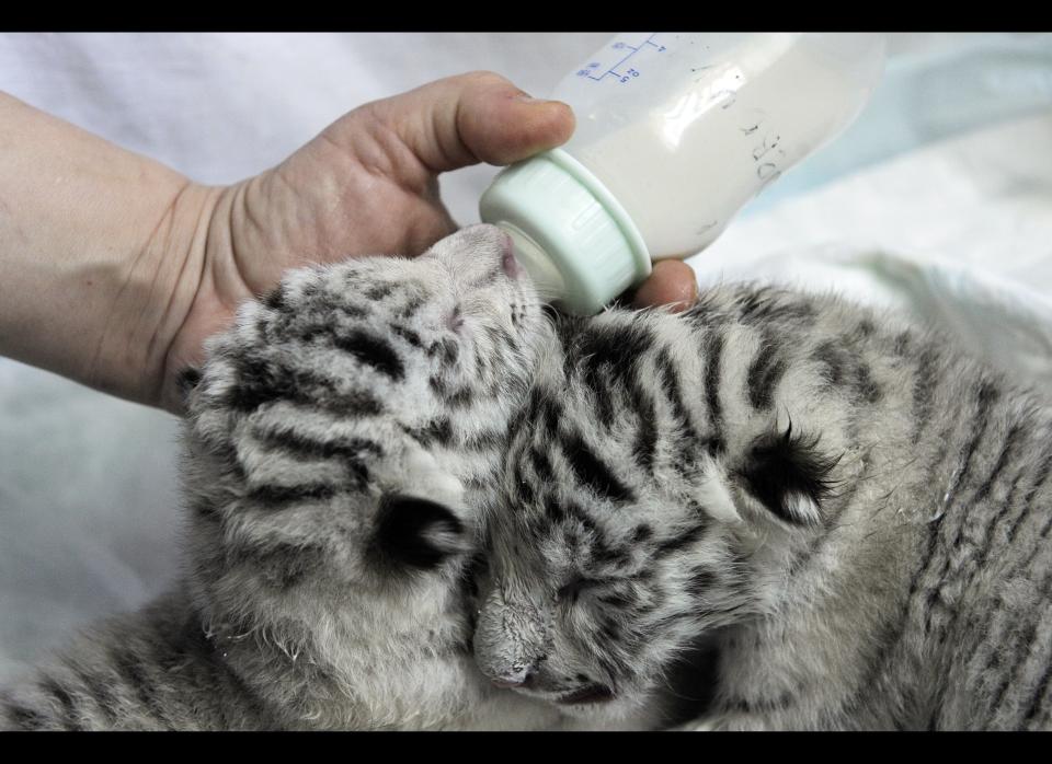 A white tiger cub is nursed from a bottle by a Zoo worker in the Ukraine's biggest zoo in the Black Sea resort city Yalta, Friday, May 11, 2012. A beautiful white tiger that became a symbol of Yulia Tymoshenko's presidential campaign has returned to the spotlight by giving birth to four cubs, including a rare albino one. Tigryulia, a 3-year-old white Bengal tiger successfully delivered the cubs, but has been reluctant to nurse them, apparently distracted by zoo visitors and her partner, a 6-year-old tiger from France named Patrice. (AP Photo/ Andrew Lubimov)