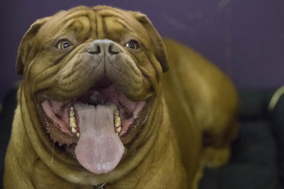 <p>Humphrey Bogart, a dogue de Bordeaux, is seen in the benching area during the 141st Westminster Kennel Club Dog Show, Tuesday, Feb. 14, 2017, in New York. (AP Photo/Mary Altaffer) </p>