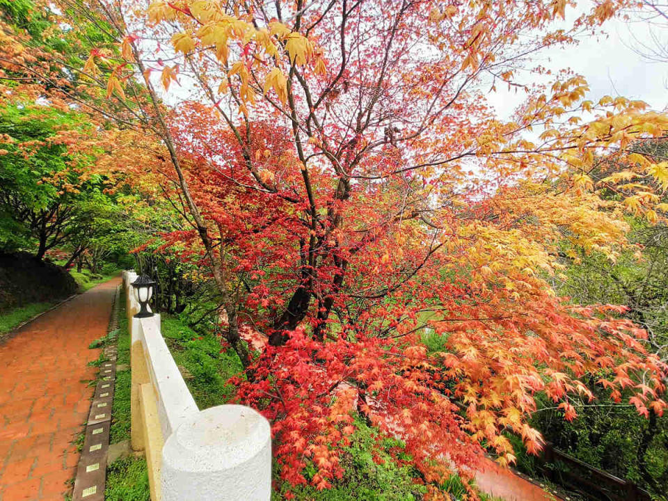 鴛鴦湖春天楓紅艷麗(圖片來源：福壽山農場FB)