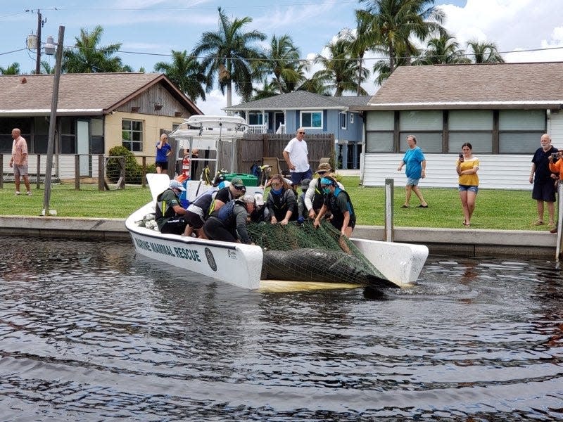 Workers with the Marine Mammal Rescue division of the Florida Fish and Wildlife Conservation Commission and the Lee County Sheriff Department’s Marine Operations division rescue a manatee in a canal in Bonita Springs late afternoon, Monday, June 22, 2020.