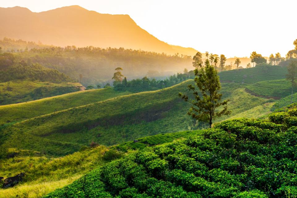 A tea plantation in Sri Lanka - getty