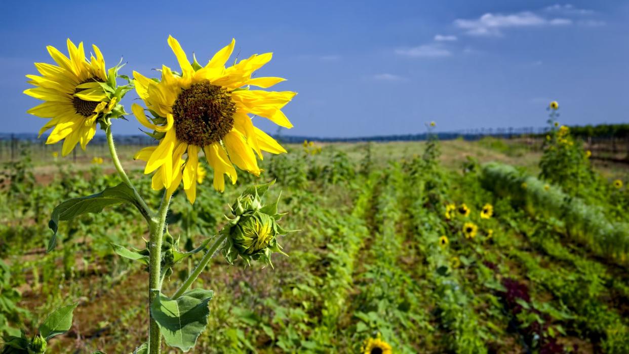 sunflowers at the winery