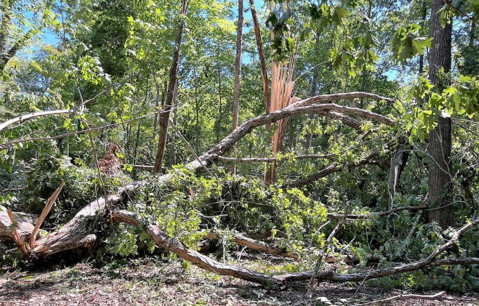Orange County resident Christie Hilliard found more than a dozen large, old trees down Wednesday, Aug. 16, 2023, at her family’s house on Davis Road near Hillsborough. Orange County officials reported multiple houses damaged, but no injuries. Christie Hilliard/Contributed
