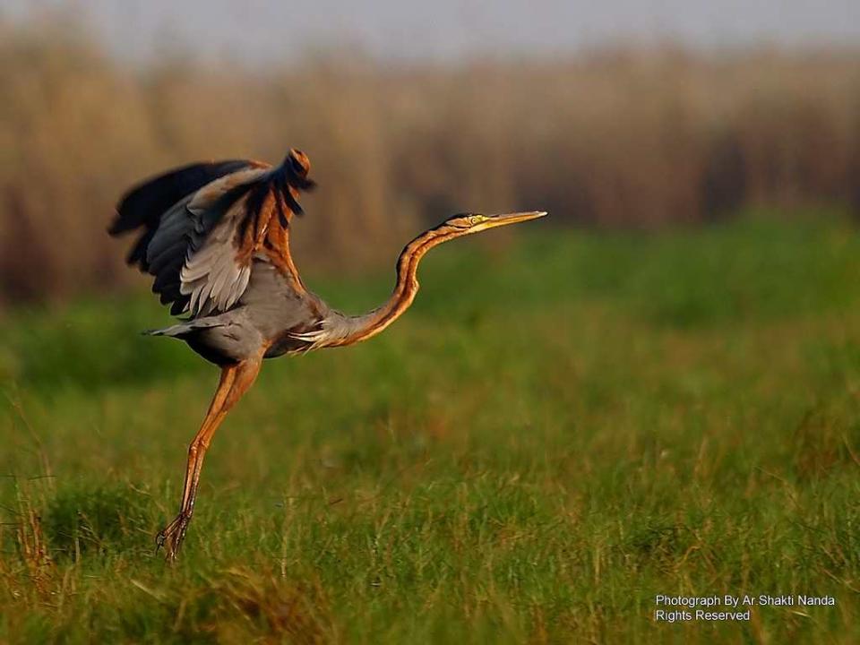 A graceful <strong>Purple Heron</strong> (<em>Ardea purpurea</em>) in Mangalajodi wetland. A resident in India, it is also found in Europe and Africa.