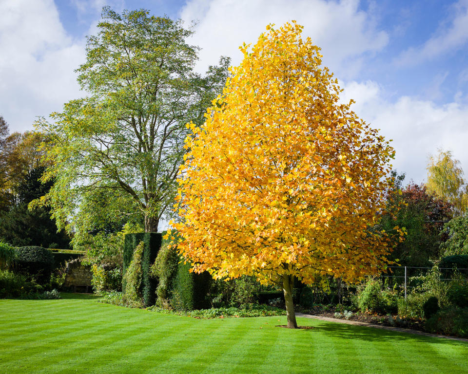 5. Tulip Poplar (Liriodendron Tulipifera)