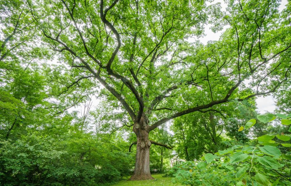 The Kile Oak in the afternoon Saturday, June 11, 2022, in Irvington. 