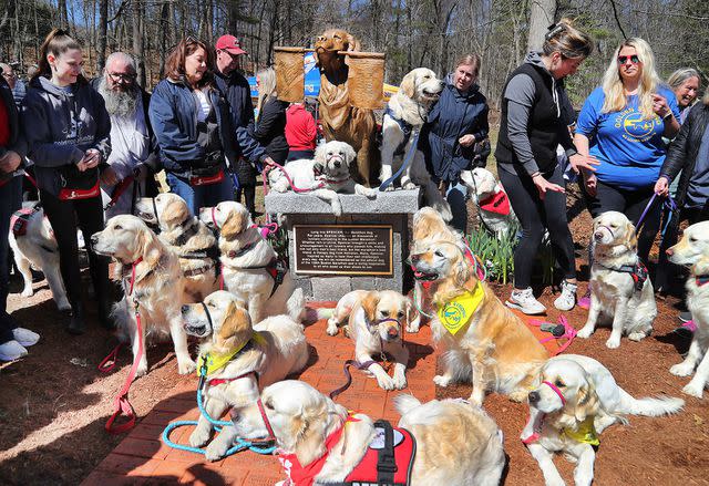 <p>John Tlumacki/The Boston Globe via Getty</p> Golden retrievers posing with of Spencer, the official dog of the Boston Marathon