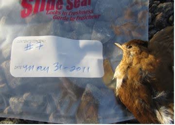 At Digby Neck an estimated 286 birds died during the first year of operation. The number of deaths plummeted the next year after lighting at the site was extinguished.