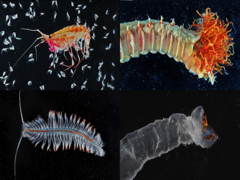 Creatures such as these could be discovered on the seabed. Pic: British Antarctic Survey