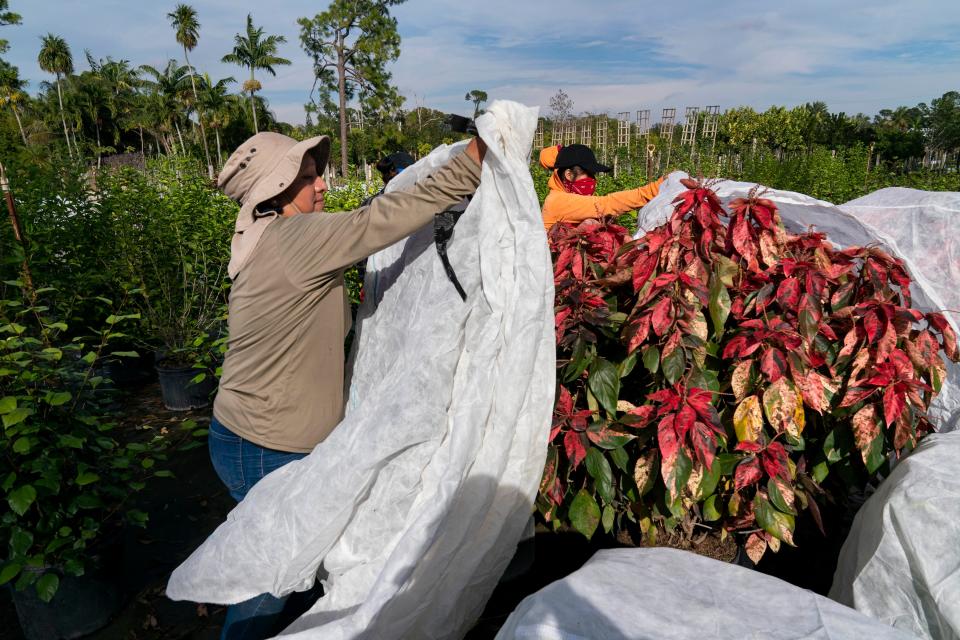 Workers cover copperleaf plants to protect them from the cold temperatures at Garden Industries in Loxahatchee, Florida on January 28, 2022.