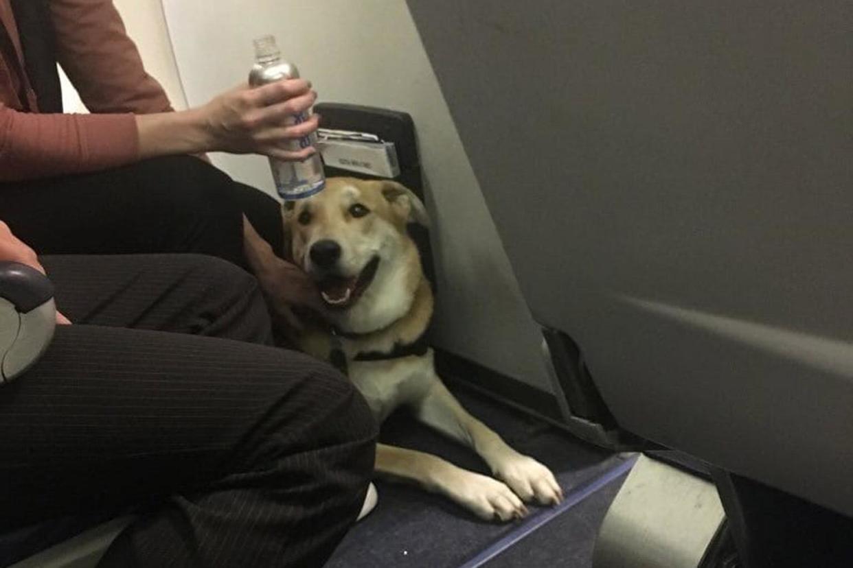 A passenger shared this image of a dog on the plane saying it bit the child