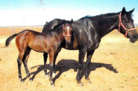 This undated image provided by Frank Sumpter, Wild On Ice, right, is shown at four months old with mare Slamitagain at Sam Stevens Horse Farm in Lamesa, Texas, in July 2020. The 3-year-old qualified for the Kentucky Derby but was euthanized on April 27 with a leg injury after working out at Churchill Downs. Wild On Ice was the first of 12 horses to die from racing or training injuries at the home of the Derby. (Frank Sumpter via AP)