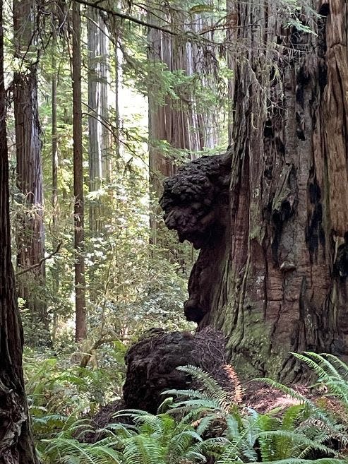 In the base of a magnificent redwood tree in Jebediah Smith Redwoods State Park what appears to be the silhouette of a grandmother bowed in prayer.