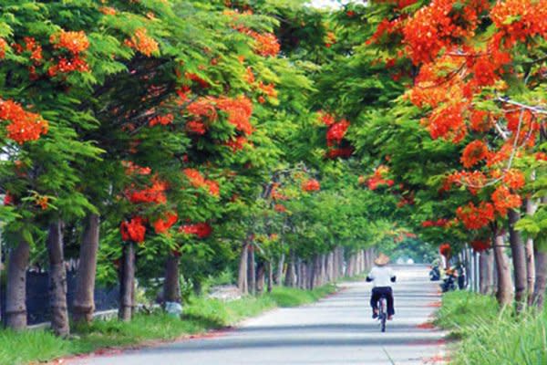 全台灣最美的鳳凰花隧道 (圖片來源／溪州鄉公所)