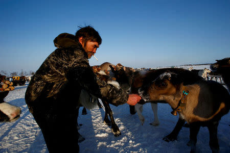 A herder of the agricultural cooperative organisation "Harp" feeds reindeer at a reindeer camping ground, about 250 km south of Naryan-Mar, in Nenets Autonomous District, Russia, March 4, 2018. REUTERS/Sergei Karpukhin