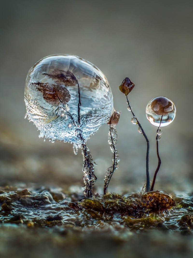 Comatricha fungi encased in ice.