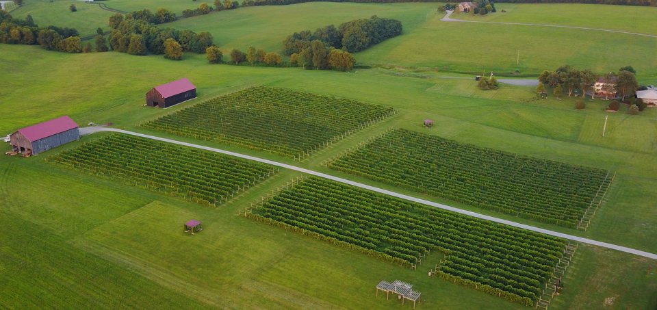 An aerial photo of Talon Winery and Vineyards in Lexington.