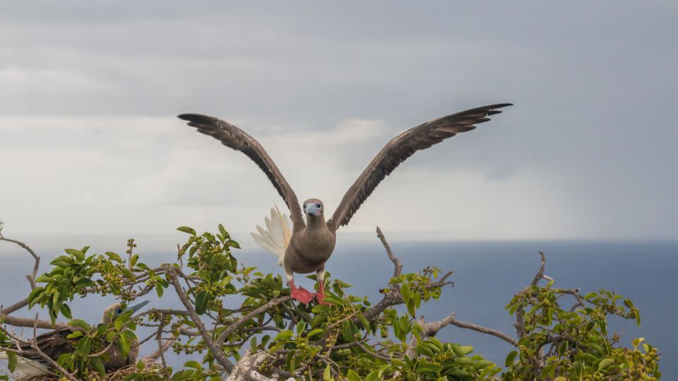 Several booby species have returned to the island since vegetation has returned. - Ed Marshall / Fauna & Flora