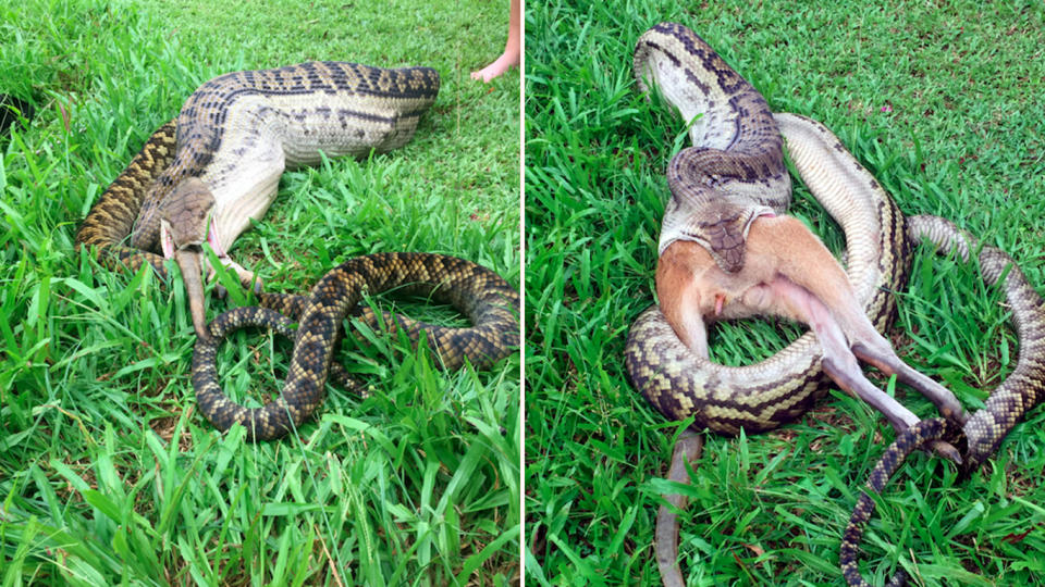 Incredible pictures have captured a giant snake devouring a wallaby in Far North Queensland. Source: Caters