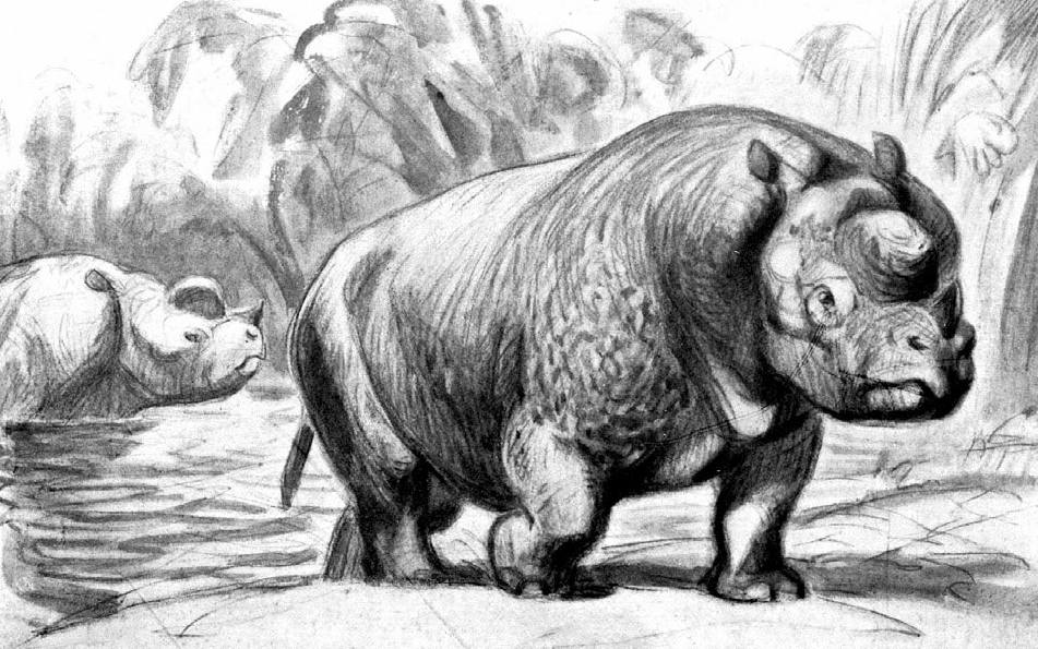 Première représentation d’_Elasmotherium_ sans corne