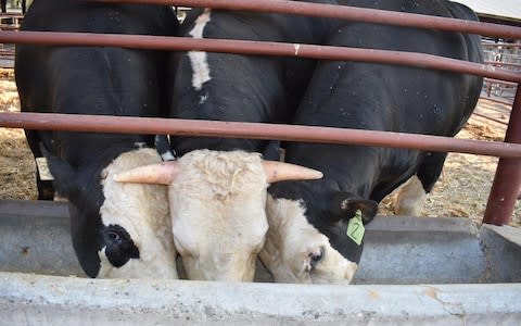 The bulls (left and right) have soft areas where their horns would be unlike the middle calf  - Credit: University of California