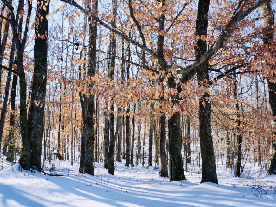 Trees on snow-covered field during winter in Mississippi.