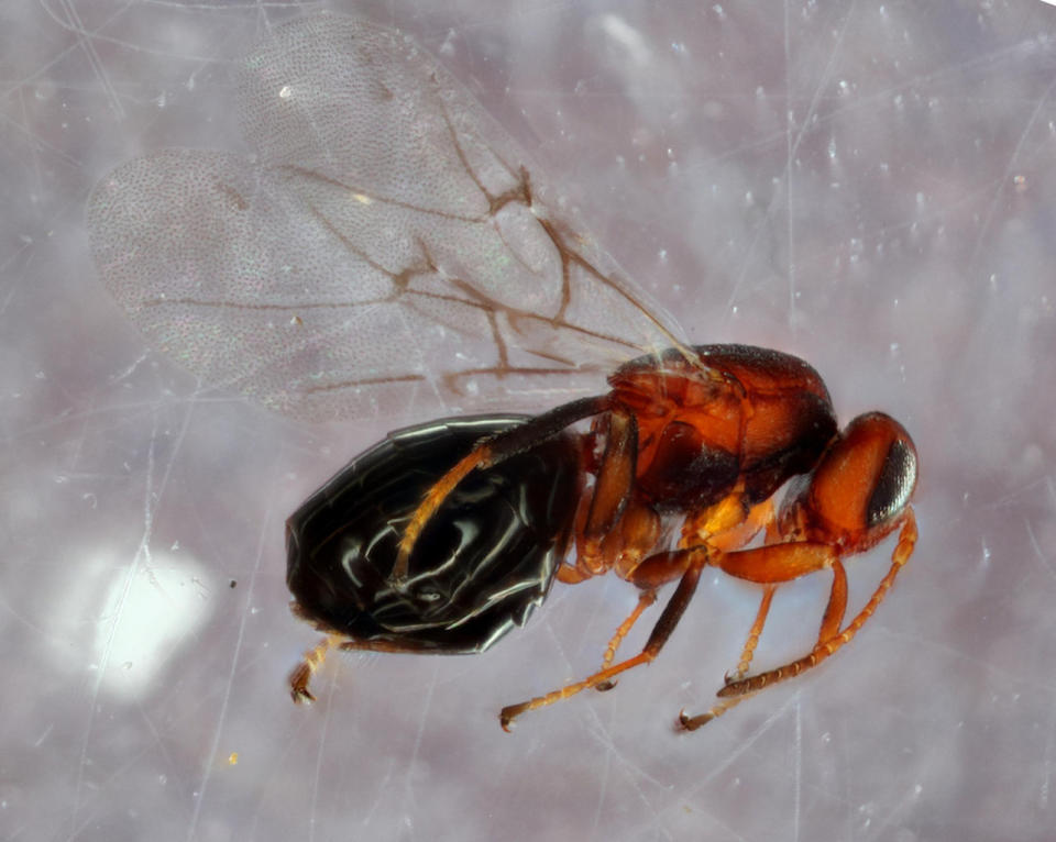 The crypt gall wasp, <em>Bassettia pallida</em>. <cite>Andrew Forbes</cite>