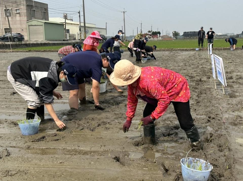 單株播植水稻可降低成本，提高品質。（圖：李河錫攝）