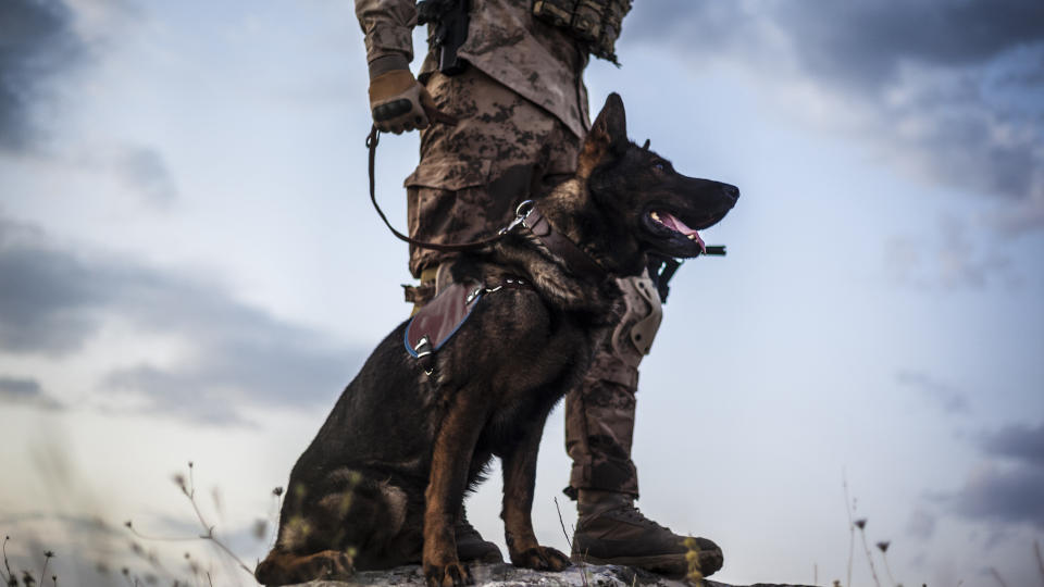 Military dog