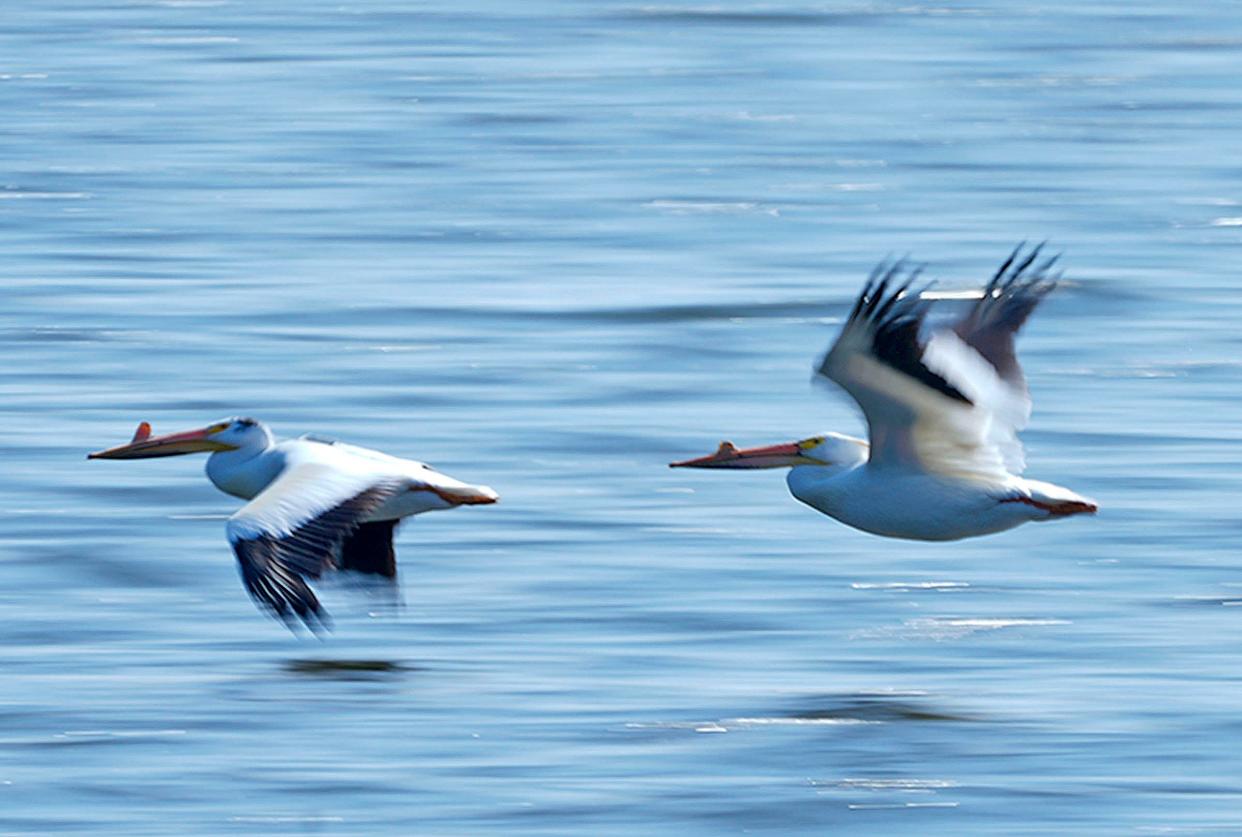 American White pelicans fly across Green Bay off Sunset Beach Lane near the Sensiba State Wildlife Area in Suamico  June 8, 2023.