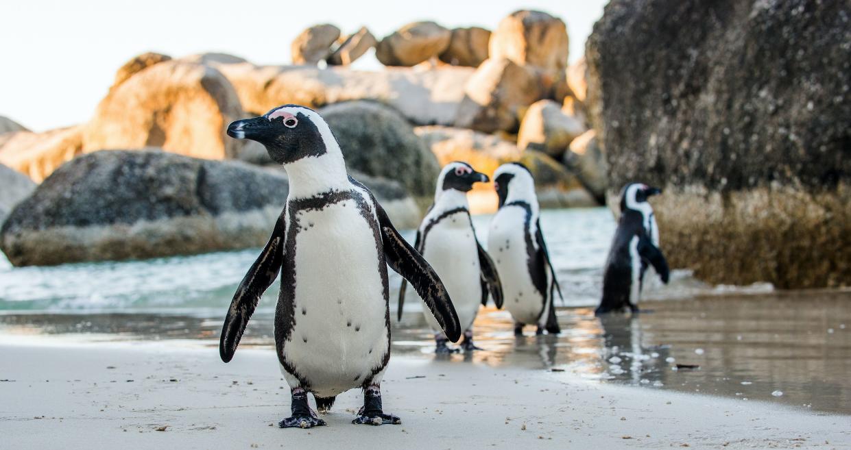 (File) The Florida Aquarium in Tampa announced last week that seven African penguins had died but the cause was not known.