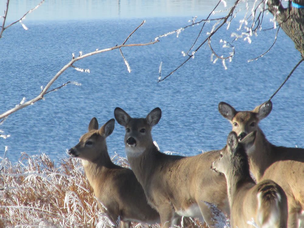 Deer at Lake Sakakawea State Park- Dec 2014