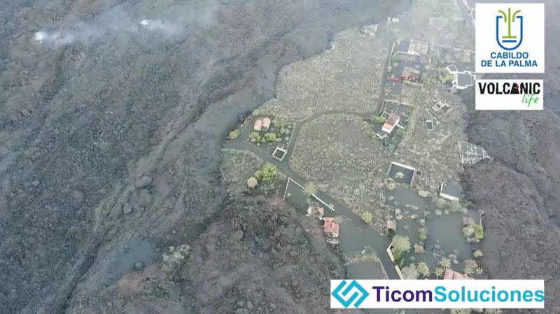 Dogs stranded on ash-covered earth surrounded by volcanic lava in Todoque area