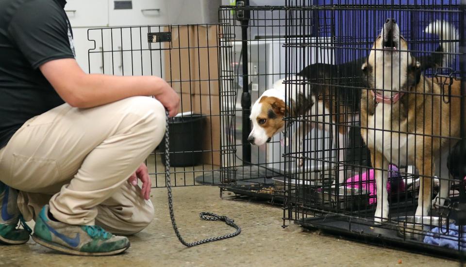 Molly, one of nine dogs recently returned to One of a Kind Pet Rescue, reluctantly comes out of her cage to go outside.