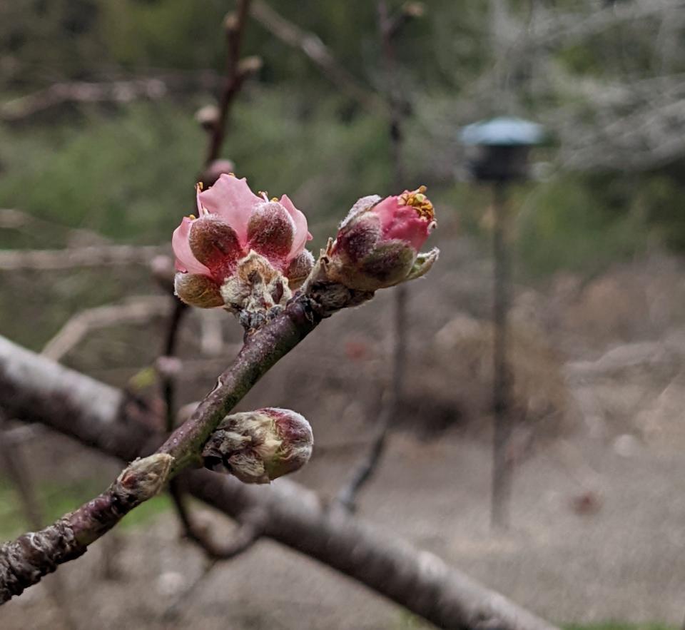 Oklahoma gardening: It’s spring