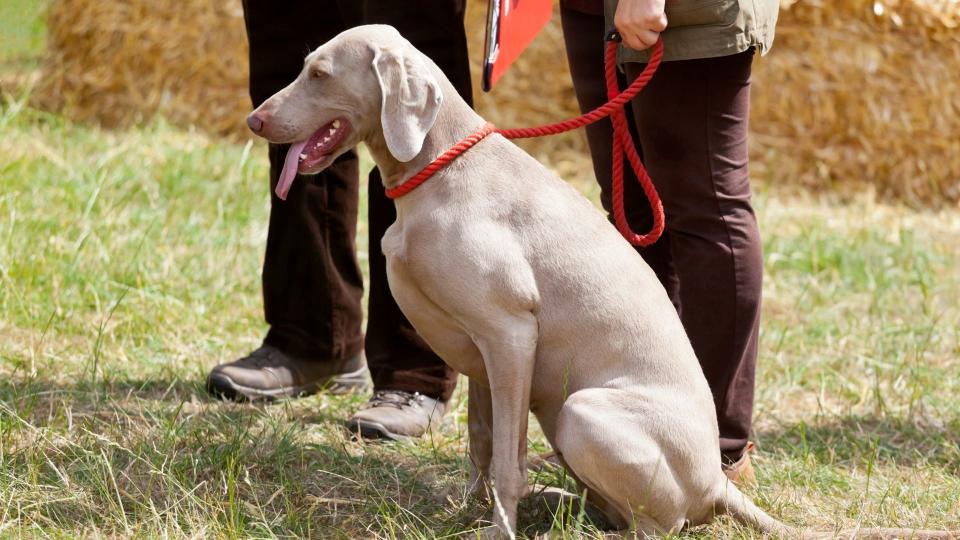 Dog on a short red leash — tips for training your dog