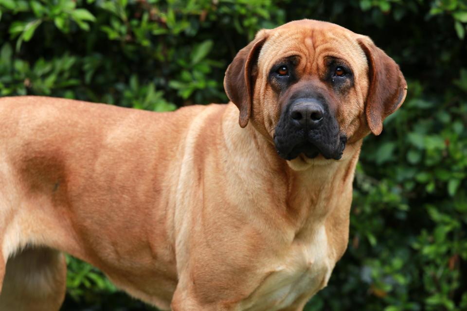 Head shot closeup of a japanese bandog tosa inu