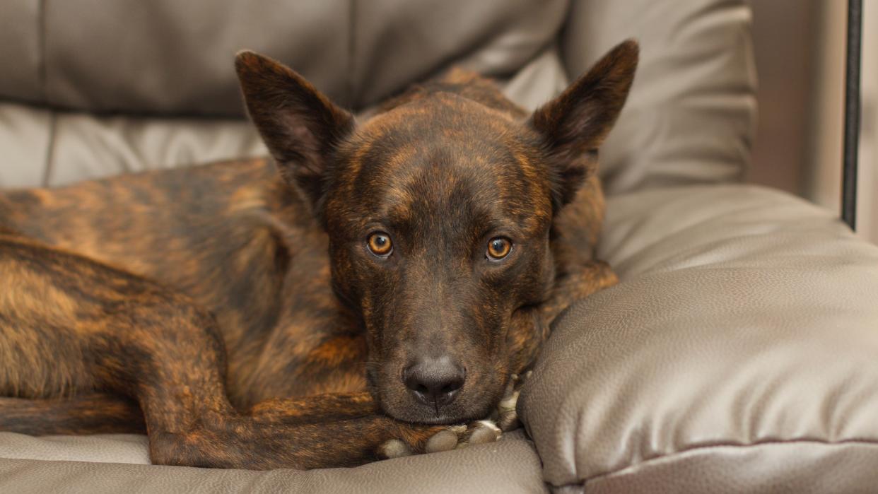 Dutch shepherd dog