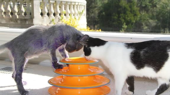 The Tale of Smurf the Cat, Who Was Dyed Purple and Now Recovering From  Apparent Abuse - ABC News