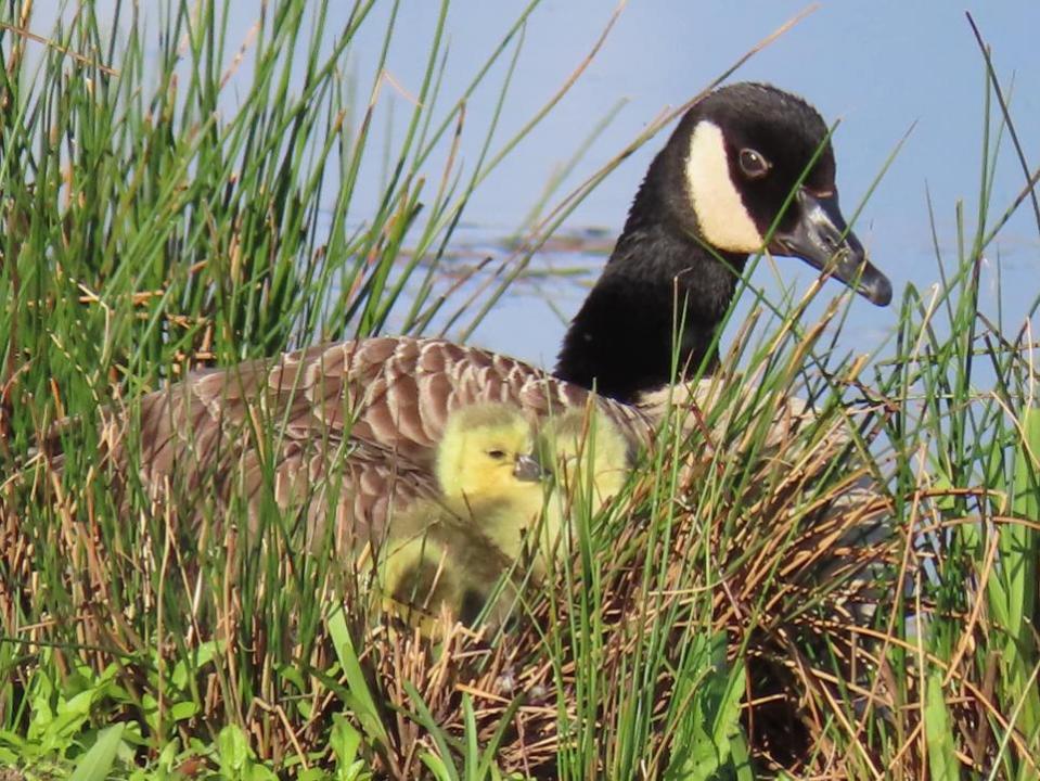 The Argus: A canada goose and her goslings