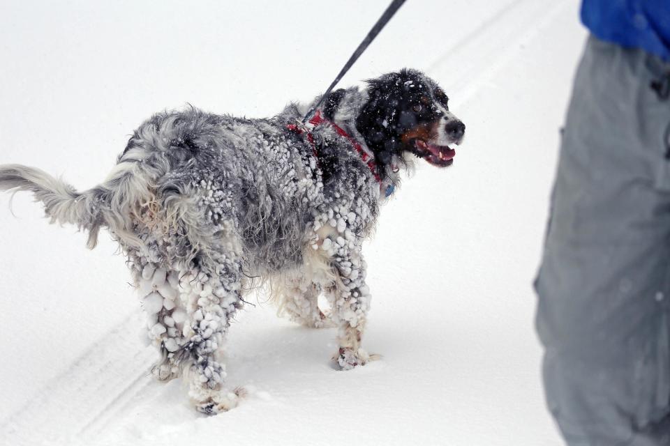 Jan 23, 2016; Greenville, DE, USA; A dog named Sully has large snow balls develop in his fur while walking in the snow with owner Sean Kelly in Greenville Saturday morning. A major blizzard , Winter Storm Jonas , is expected to dump close to two feet of snow in the mid-Atlantic and northeast region this weekend. Mandatory Credit: Jennifer Corbett/The News Journal via USA TODAY NETWORK