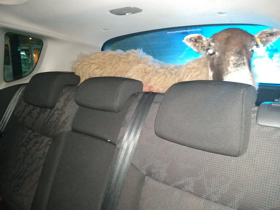 Police stopped a car that had run through a red light - only to discover a SHEEP in the boot.  See SWNS story SWMDsheep. Leicestershire police said the ewe, which was found in the back of a Peugeot in Loughborough High Street on Friday (2/2) at 8.50pm. The farm animal is said to be in good health after being found stood up in the rear of the vehicle.  The police are investigating but the driver and passenger claimed the animal was brought legitimately. 
